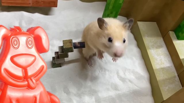 Хомяк в Майнкрафте убегает от полицая. Стасик желейный только улыбается.