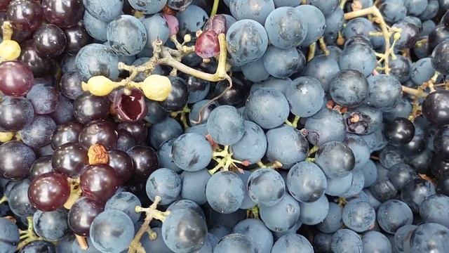 Сбор винограда в сентябре 2022, как определить спелость винограда, виноград для домашнего вина