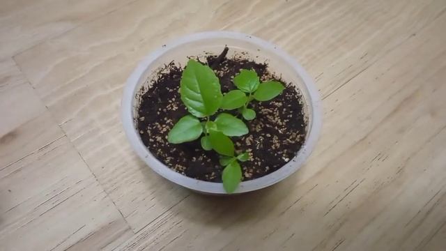 Выращивание инжира из семян