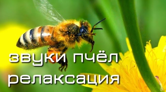 Звуки Пчёл для Релаксации Пчела в Полёте Замедленная съёмка