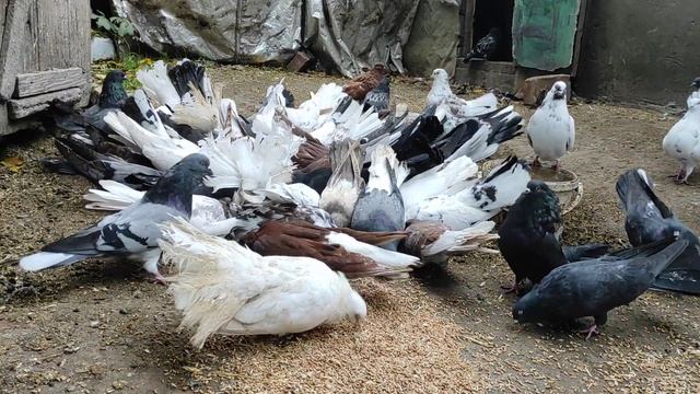 РАЗВЕДЕНИЕ ГОЛУБЕЙ В ДОМАШНИХ УСЛОВИЯХ !!!