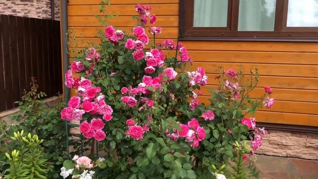 Плетистые розы : Розариум Ютерсен, Парад, Жасмина, Пьер де Ронсар. Как цветут , как зимуют. Обзор.