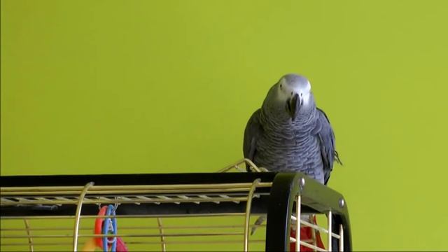 ЖАКО / ГОВОРЯЩИЙ ПОПУГАЙ ГОВОРИТ БЕЗ УМОЛКУ И НАСВИСТЫВАЕТ ПЕСЕНКИ