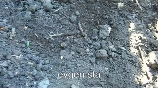 Виноград. Как подготовить посадочные ямы