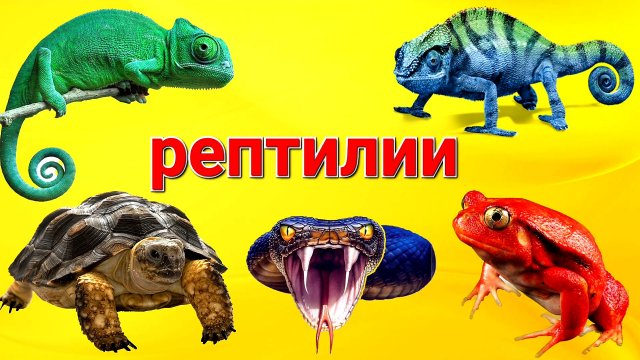 Учим амфибий и рептилий - Животные для детей - Виды рептилий для детей.