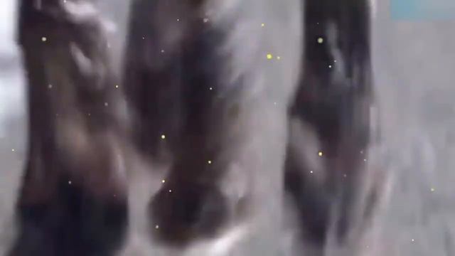 А я в душе одинокий волк