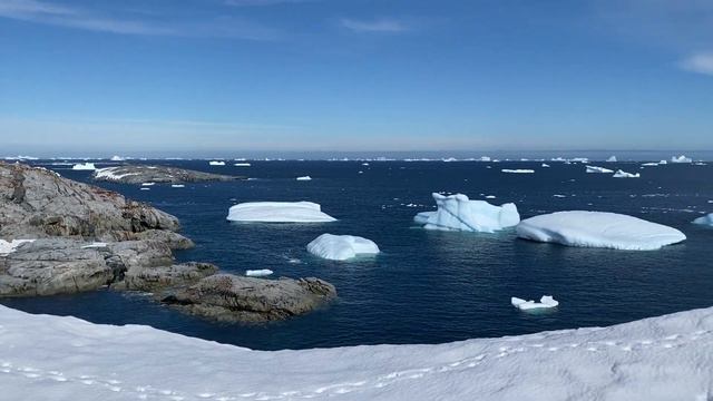 Пингвины Антарктиды. Petermann island