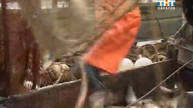 В Волге исчезает рыба