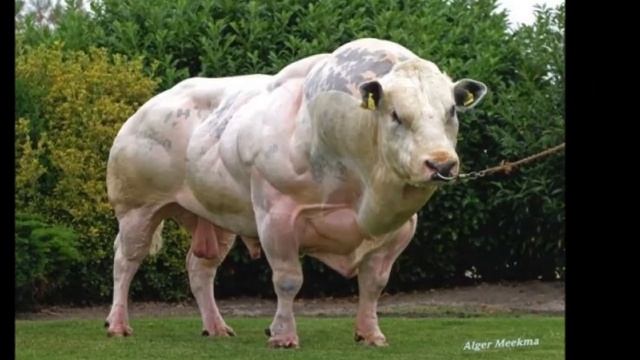 САМЫЕ НЕОБЫЧНЫЕ ПОРОДЫ КОРОВ. ТОП-3