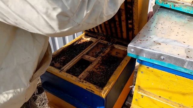 НОВАЯ СИСТЕМА ПЧЕЛОВОЖДЕНИЯ