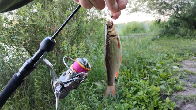 6 видов рыб на мормышинг