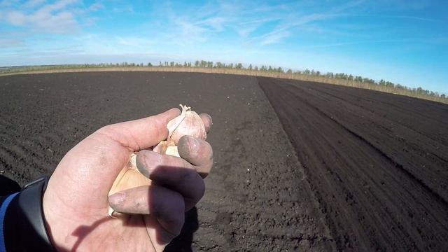 Про Чеснок 2018: сажаем чеснок в поле - крупные зубчики. Часть третья.
