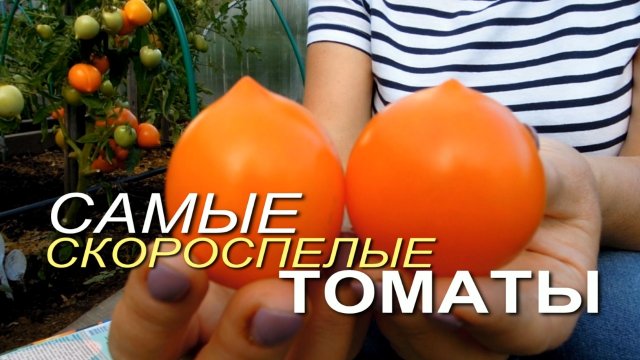 Эти томаты созревают САМЫЕ ПЕРВЫЕ в открытом грунте! Советы от ЗЕЛЕНОГО ОГОРОДА!