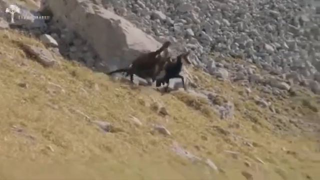 Орёл охотится на горную козу