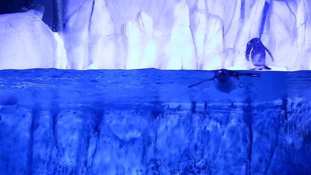 ВИДЕО ЗВУКИ ПТИЦ ГОЛОСА ПТИЦ для самых маленьких - развивающие видео для детей - как говорят ПТИЦЫ