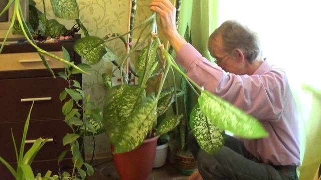 Диффенбахия: Пересадка и Черенкование: Как Это Сделать?
