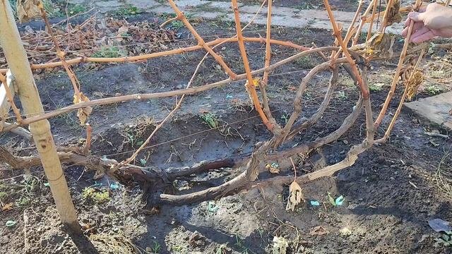 Обрезка винограда осенью на урожай на примере сорта Блестящий. 31.10.23