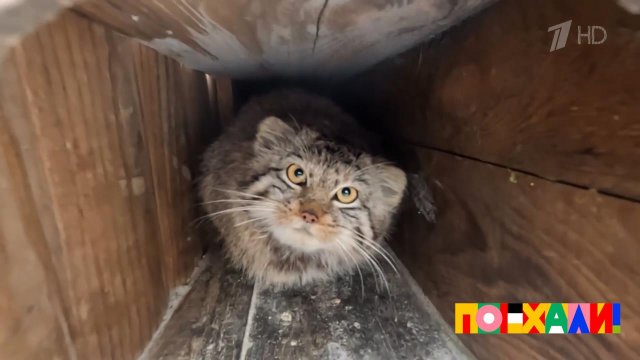 "Самая пушистая кошка на свете". Новосибирский манул покорил телеведущих. Поехали! Фрагмент выпус...