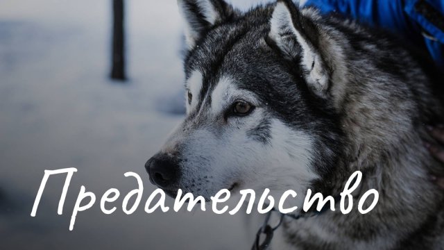 Предательство. Закон тайги. | Мёртвая хватка клыков. Песни под гитару | Песни нашего двора