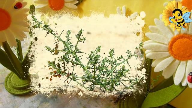 Холмовая солянка. Полезные свойства и применение дома