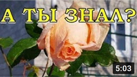 Как укрыть РОЗЫ на зиму???? Самый надежный способ?