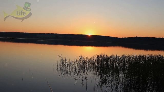 Лучшие наживки на которые всегда клюет белый амур! На что ловится белый амур? На что клюет амур?