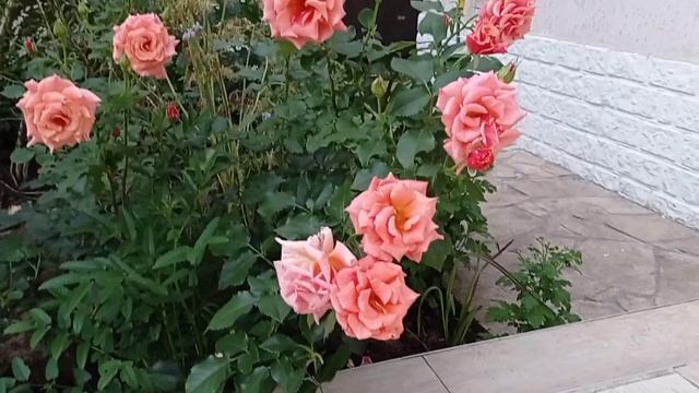 Роза Энн Хендерсон / Ann Henderson rose Розы необычной расцветки.