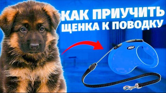 Как приучить щенка гулять на поводке???| #Немецкаяовчарка
