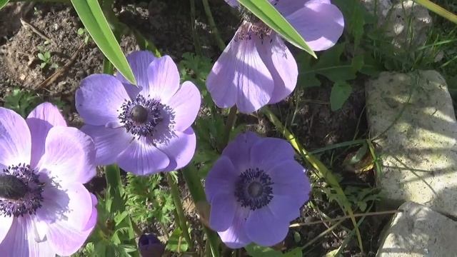 Моя Любимая Дача 19 октября 2019г./АНЕМОНЫ выкапываю