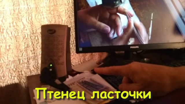 Птенец ласточки и компьютер