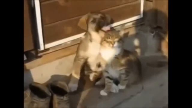 Дружба кошек и собак Трогательное видео дружбы и милые приколы с кошками и собаками