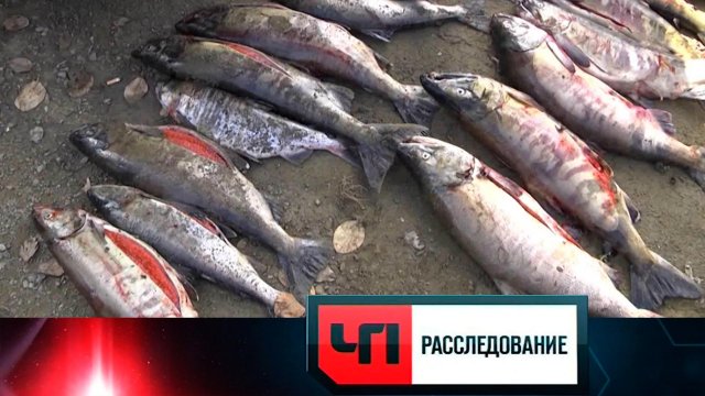 «Мафиозные сети» | «ЧП. Расследование»