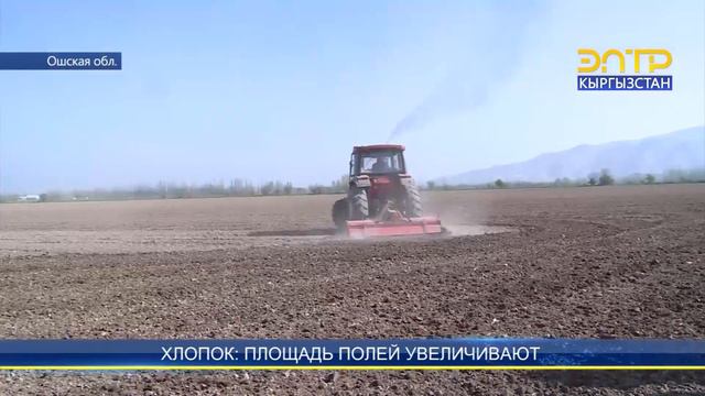 ХЛОПОК: ПЛОЩАДЬ ПОЛЕЙ УВЕЛИЧИВАЮТ