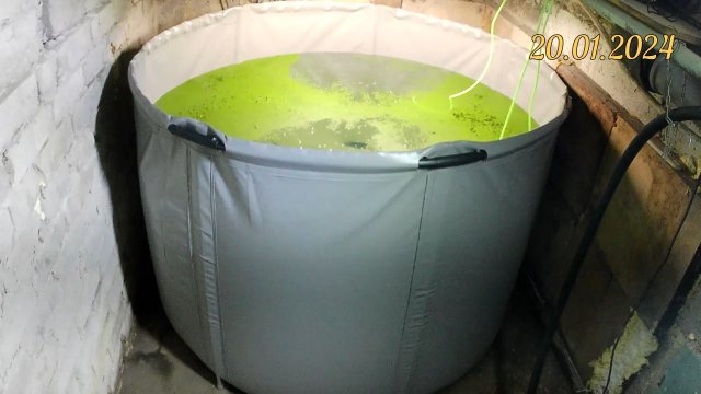 Складная ёмкость для воды. Недорогой бассейн для разведения рыбы в домашних условиях.