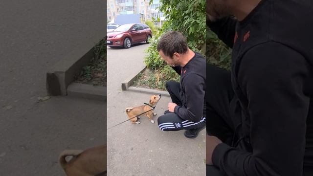 ХОЧУ ПОЖРАТЬTV КОБЗОН ПРИРУЧИЛ СОБАКЕНА/ПЕРЕЗАЛИВ ИЗ ТЕЛЕГРАММ