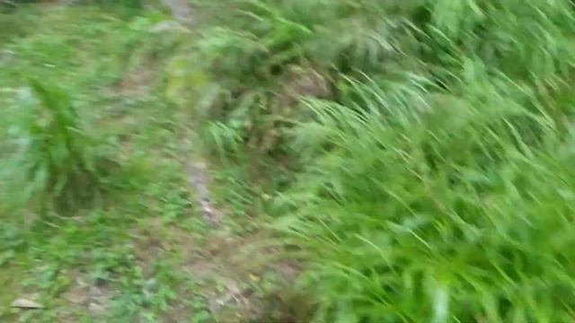 #Гималайские грибы #Плантации #Прогулка за травами #Бадан Гималайский #мой день