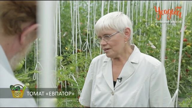 5 лучших сортов томатов от компании «Гавриш»