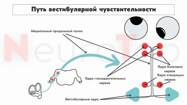 Черепные нервы. Преддверно-улитковый нерв Vlll