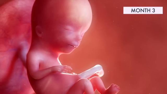 First Trimester | 3D Animated Pregnancy Guide