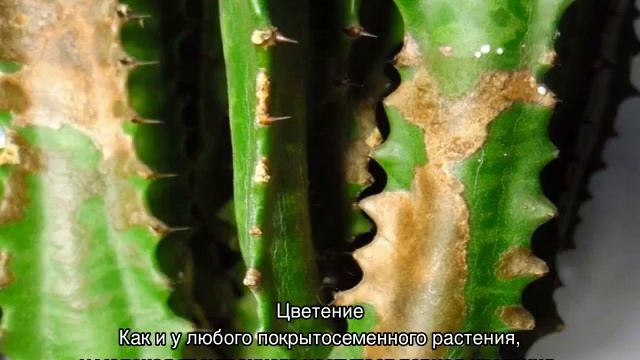 Молочай трехгранный — уход в домашних условиях