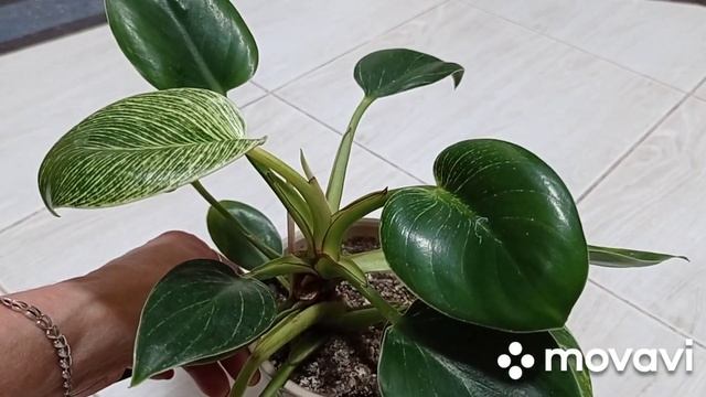 Комнатные растения/цветы. Мои неприхотливые пестролистные комнатные цветы.