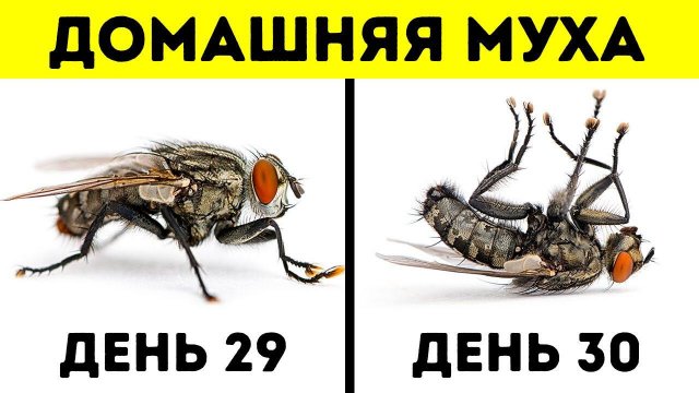 14 Поразительных факта о животных, которые вас удивят