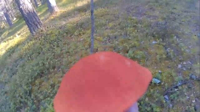 в лесу грибы