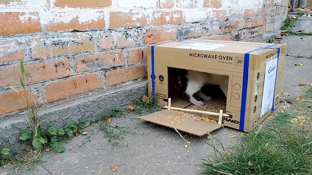 Ловушка на птиц из коробки. Как поймать воробья. голубя. кота