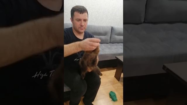 Правилка для шкурки соболя