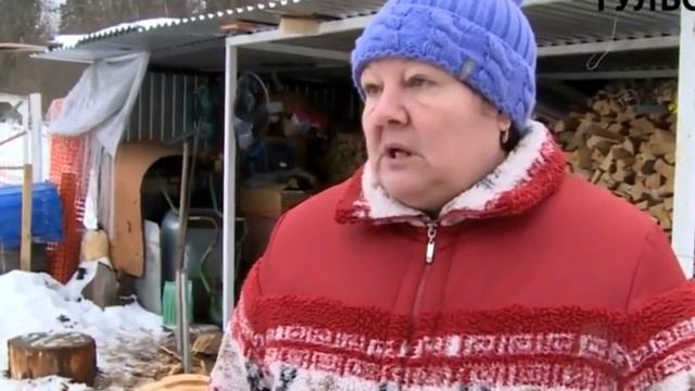 Очередная случка свиноматки.Спаривание свиней естественным способом.Boar semen collection.