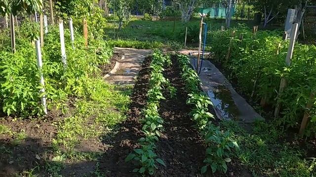 Мой опыт применения бокаши.