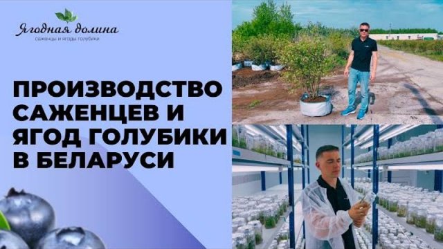 Обзор производства саженцев и ягод голубики в Беларуси