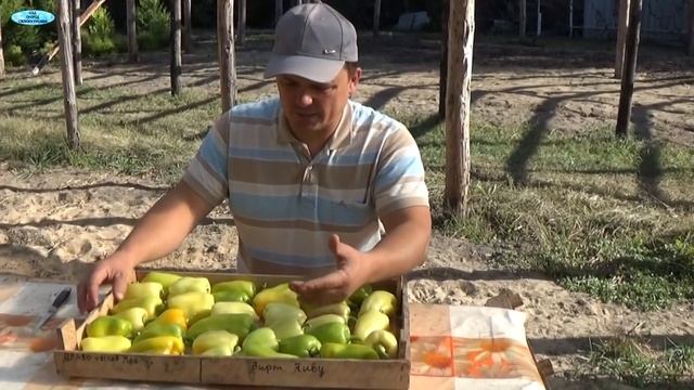 СЛАДКИЙ ПЕРЕЦ-ОЧЕНЬ ХОРОШИЙ СПОСОБ ХРАНЕНИЯ!