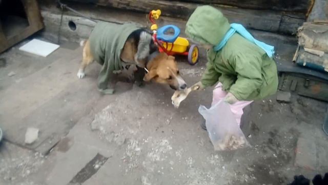 весёлый пёс